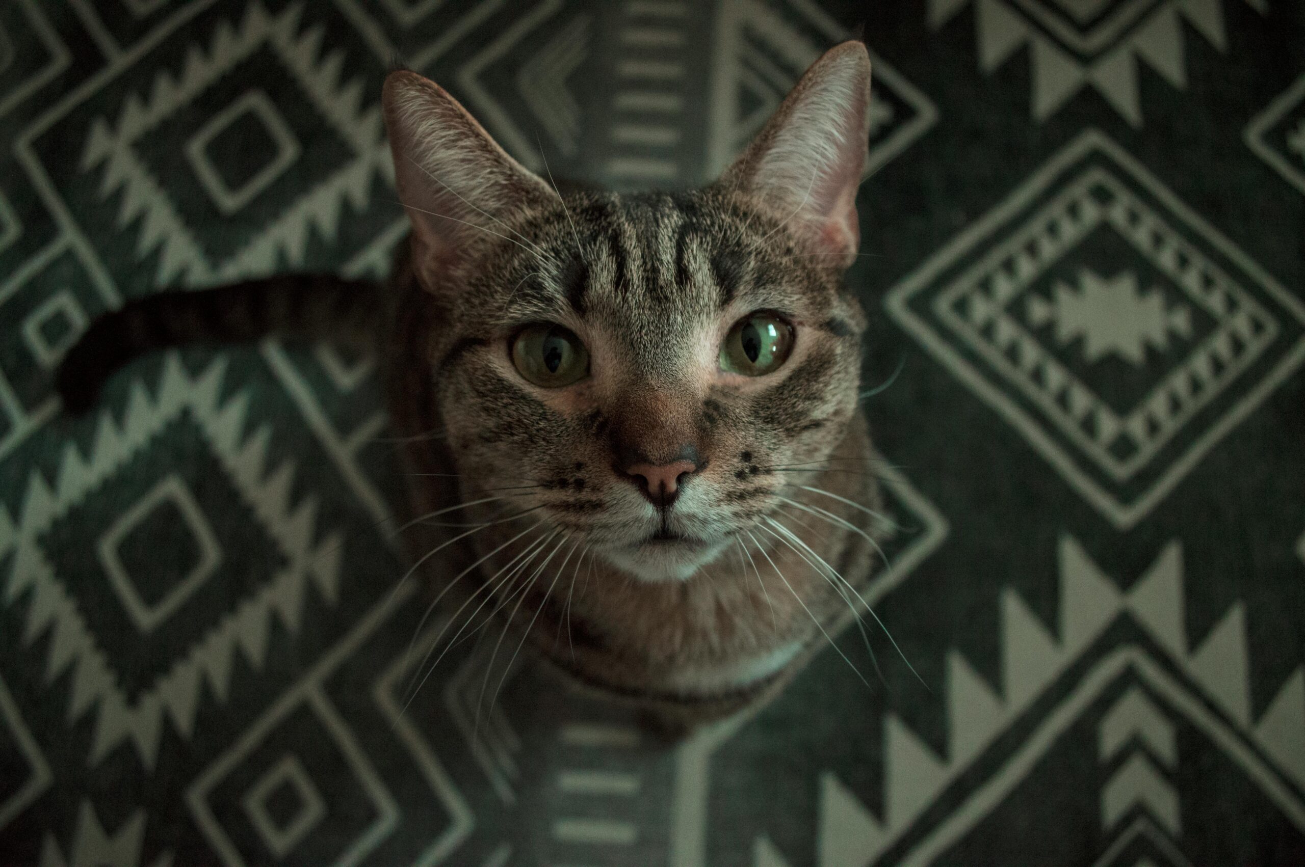 A detailed close-up of an adorable tabby cat with striking eyes looking up from a patterned rug.