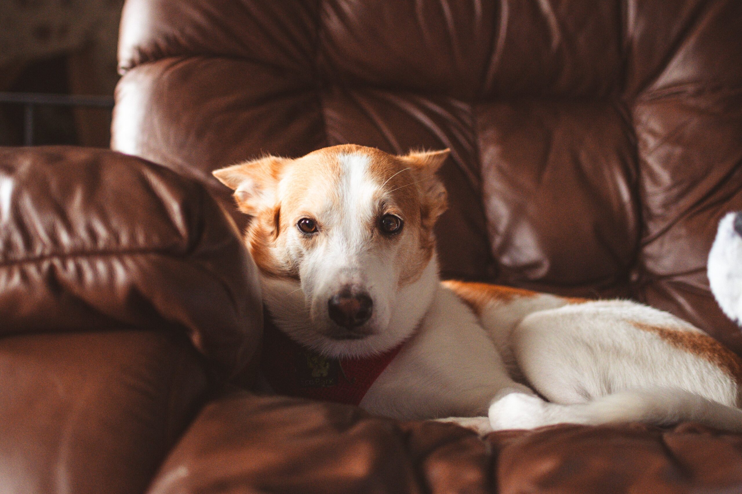 How To Choose The Perfect Rug For Your Living Room Cute dog lying comfortably on a brown leather couch, exuding warmth and relaxation.